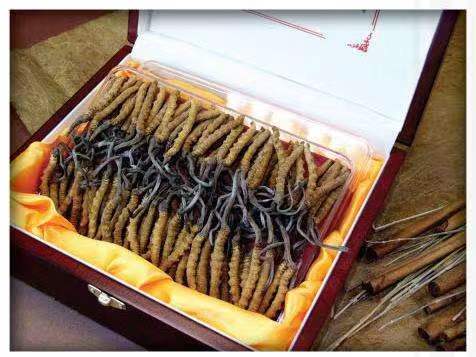 芜湖冬虫夏草回收